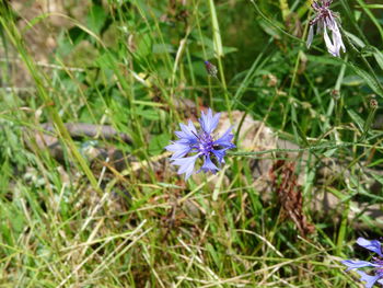 Close-up of purple flower blooming on field