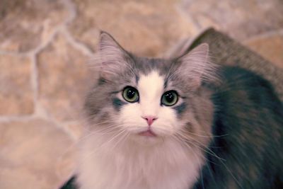 Close-up portrait of cat
