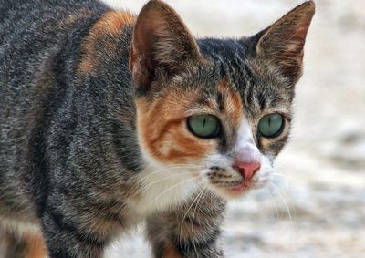 Close-up portrait of a cat