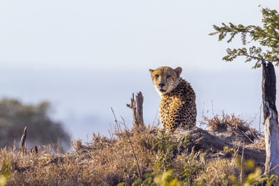 Portrait of cheetah relaxing on land