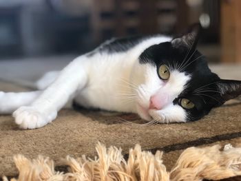 Close-up portrait of cat