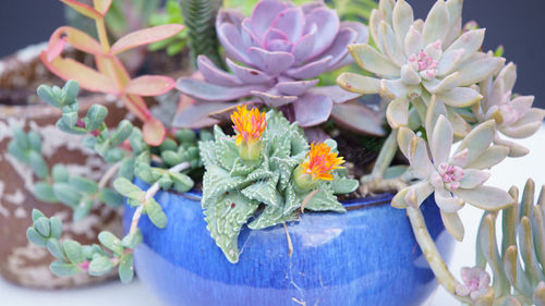 Close-up of potted plant