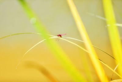 Close-up of insect on plant