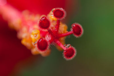 Close-up of red flowering plant