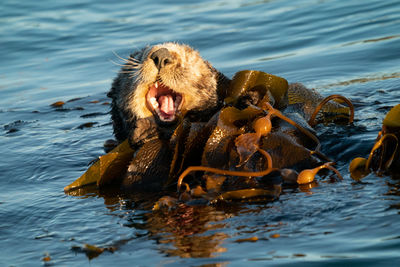 Sea Otter Sea