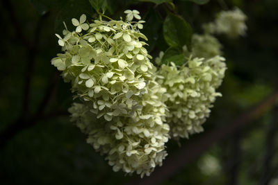 Close-up of flowering plant