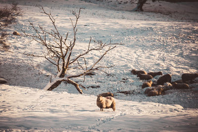 Sheep on snow covered field