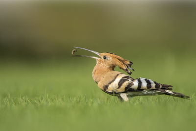 Close-up of bird eating a worm