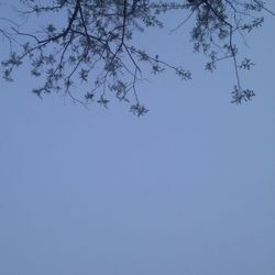 Low angle view of trees against clear blue sky