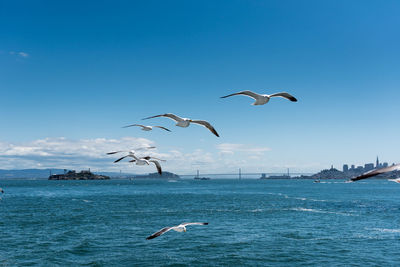 Seagulls flying over sea against sky