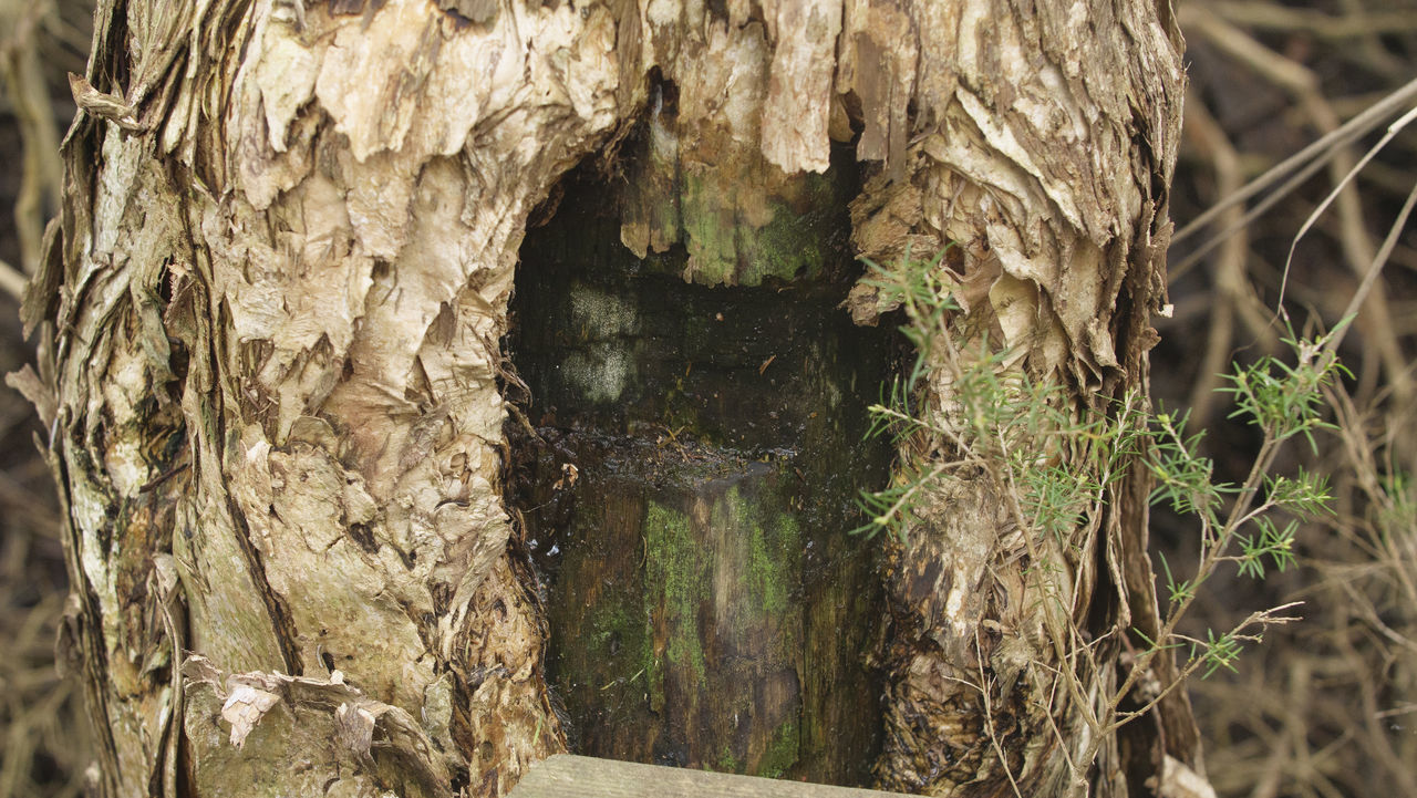 CLOSE-UP OF TREE TRUNK AMIDST PLANTS