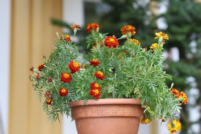 Close-up of potted plant