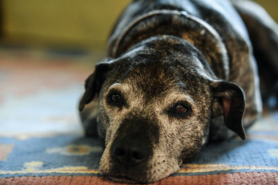 Close-up portrait of dog relaxing on floor