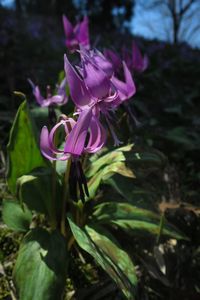 Close-up of purple flowers