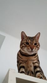 Close-up portrait of cat sitting against wall