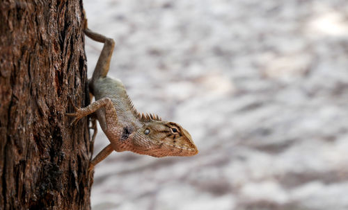 Close up chameleon on the tree, animals wildlife.