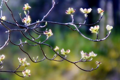 Close-up of flowers blooming on tree