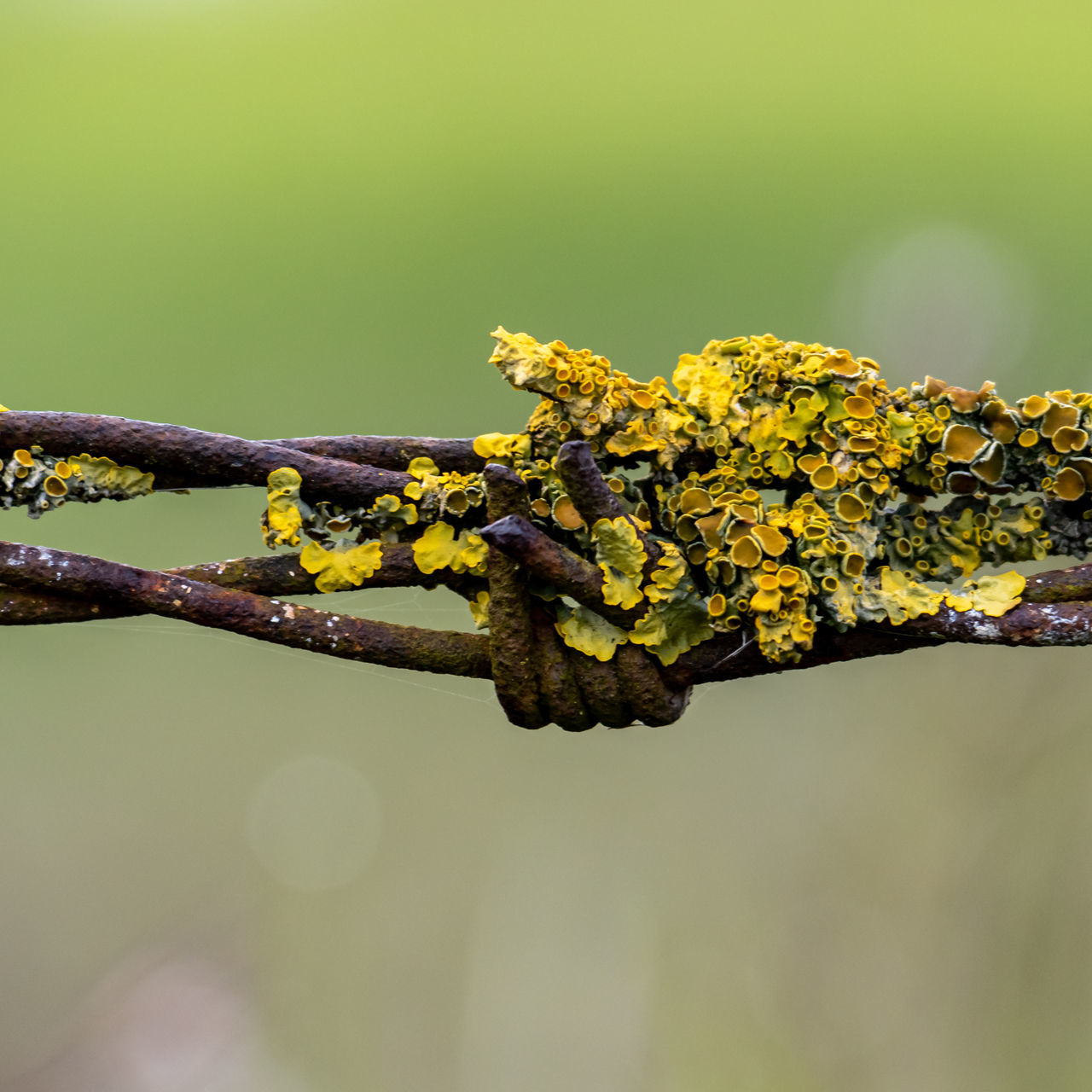 branch, yellow, close-up, macro photography, green, nature, plant, leaf, flower, tree, twig, focus on foreground, no people, animal themes, animal wildlife, beauty in nature, animal, outdoors, plant stem, day, bud, wildlife, one animal, blossom, environment, tranquility, selective focus, insect, fragility, sunlight