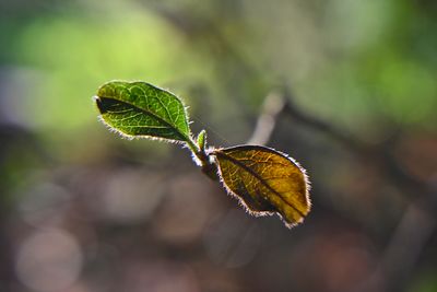 Close-up of plant