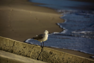 Seagull on cottesloe beach, western australia