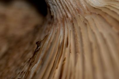 Detail shot of mushroom