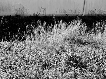 Grass growing on field