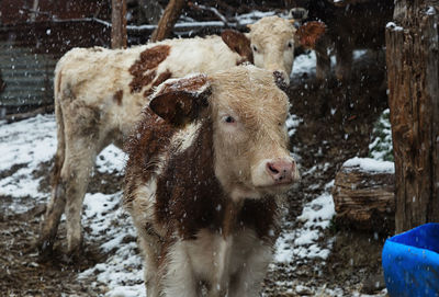 Cows at farm during snowfall