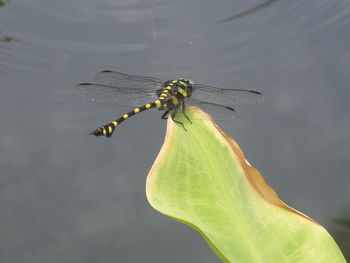 Close-up of dragonfly on leaf