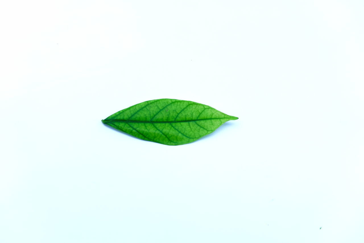 HIGH ANGLE VIEW OF GREEN LEAVES AGAINST WHITE BACKGROUND