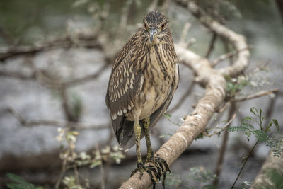 Bird perching on branch