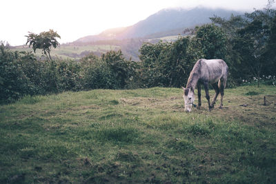 Horse grazing in field