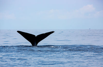 Caudal fin of a sperm whale