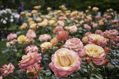 Close-up of pink roses in park