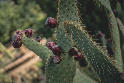 Close-up of berries growing on cactus