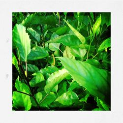 Close-up of green leaves