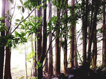 Plants growing on tree trunk