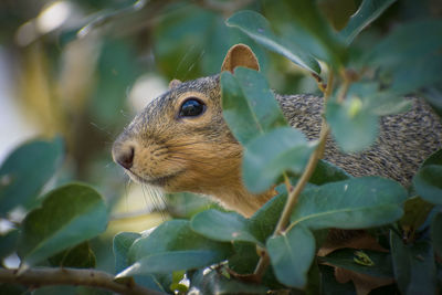 Close-up of squirrel