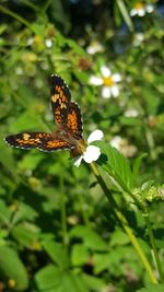 Butterfly perching on leaf