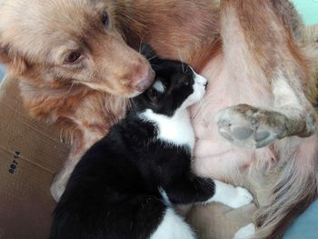 High angle view of cat and dog