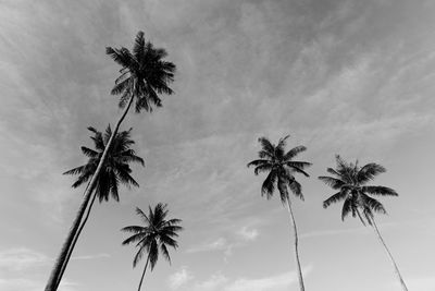 Low angle view of palm trees against sky