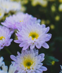 Close-up of purple flowering plant