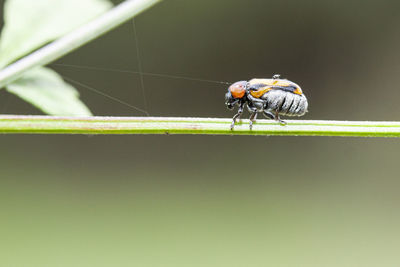 Close-up of insect on leaf