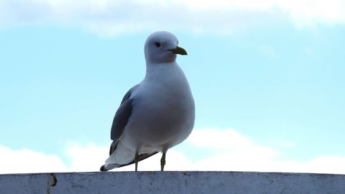 Seagull perching on retaining wall against sky