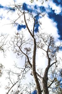 Low angle view of bare tree against sky