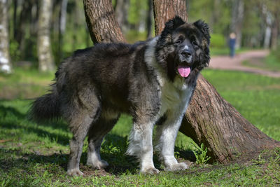 Portrait of a dog on field