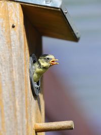 Close-up of bird perching on wood