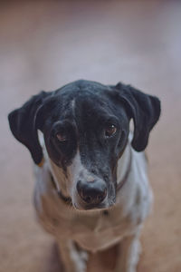 Close-up portrait of dog