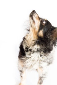 Close-up of a dog over white background