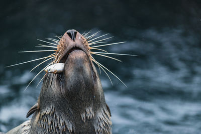 Close-up of sea lion