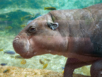 A hippopotamus under water from the left side in close up. around little fishes .